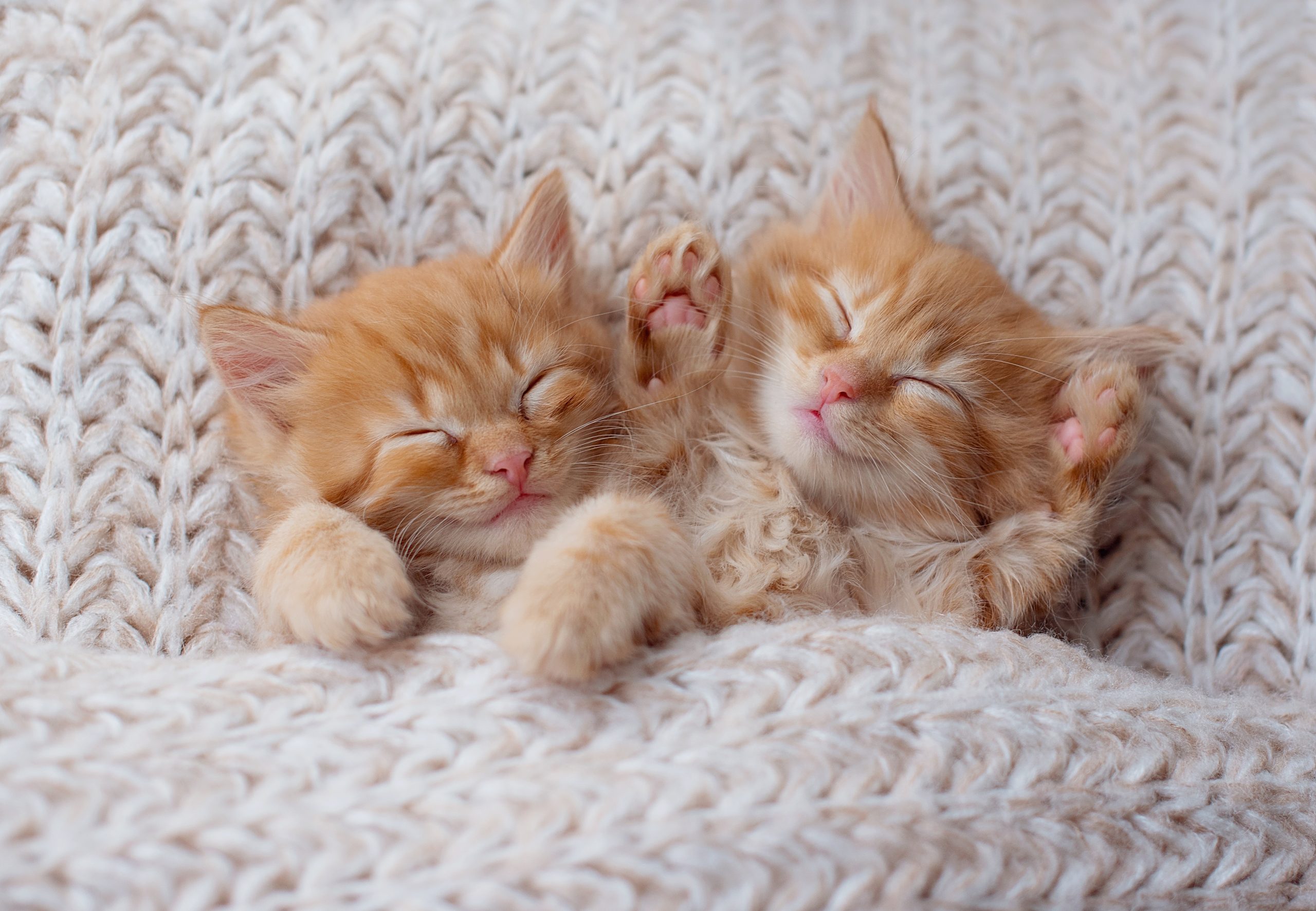 The Hidden World of Sleep and Why It Matters More Than You Think thumbnail