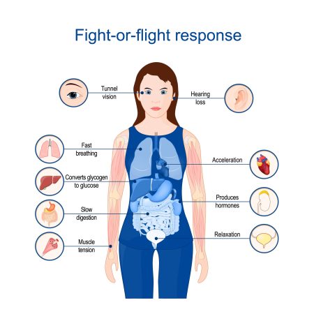 flight or fight response