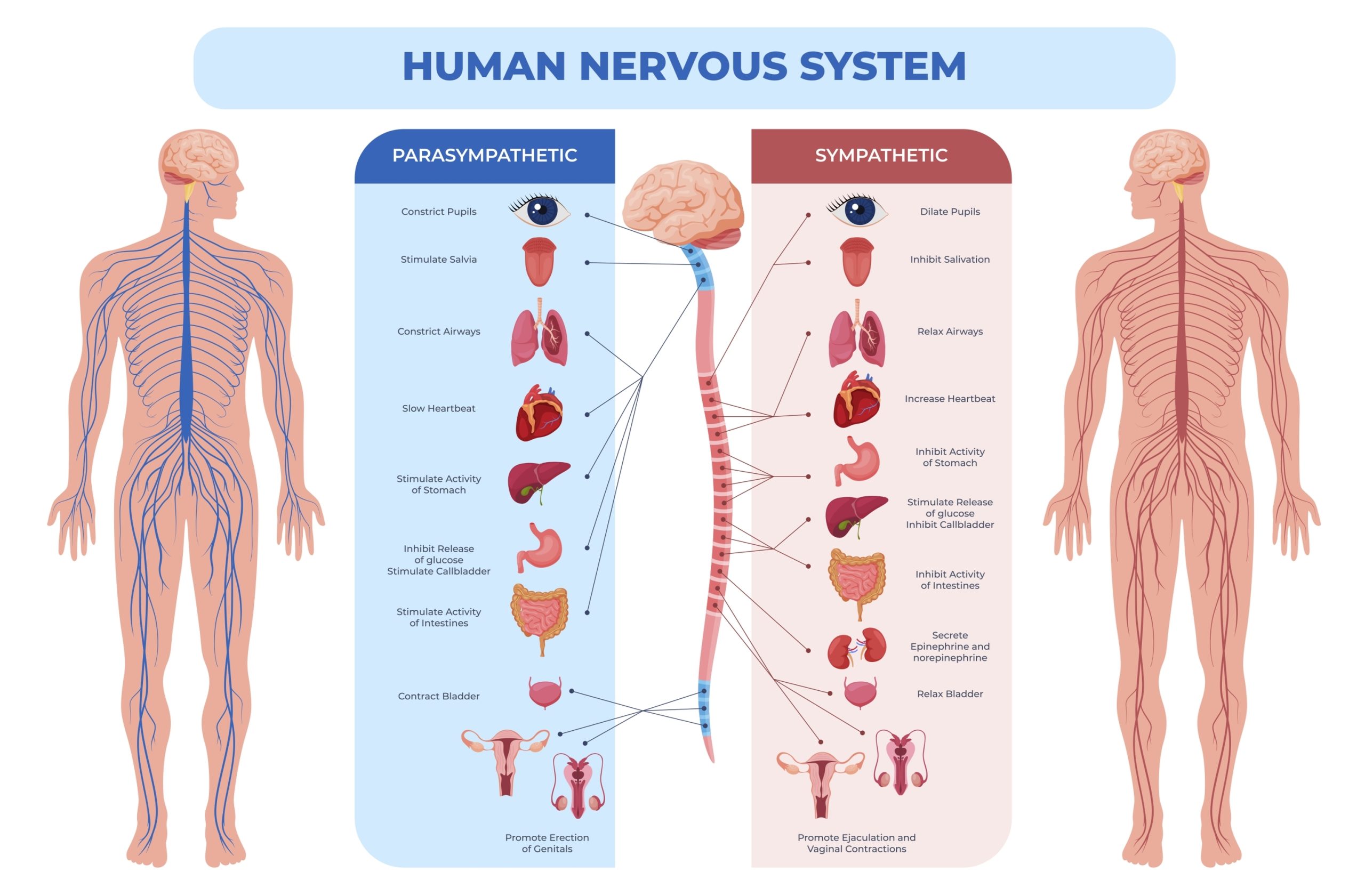 Understanding the Male vs Female Nervous System: Why Stress, Emotions, and Energy Feel Different thumbnail