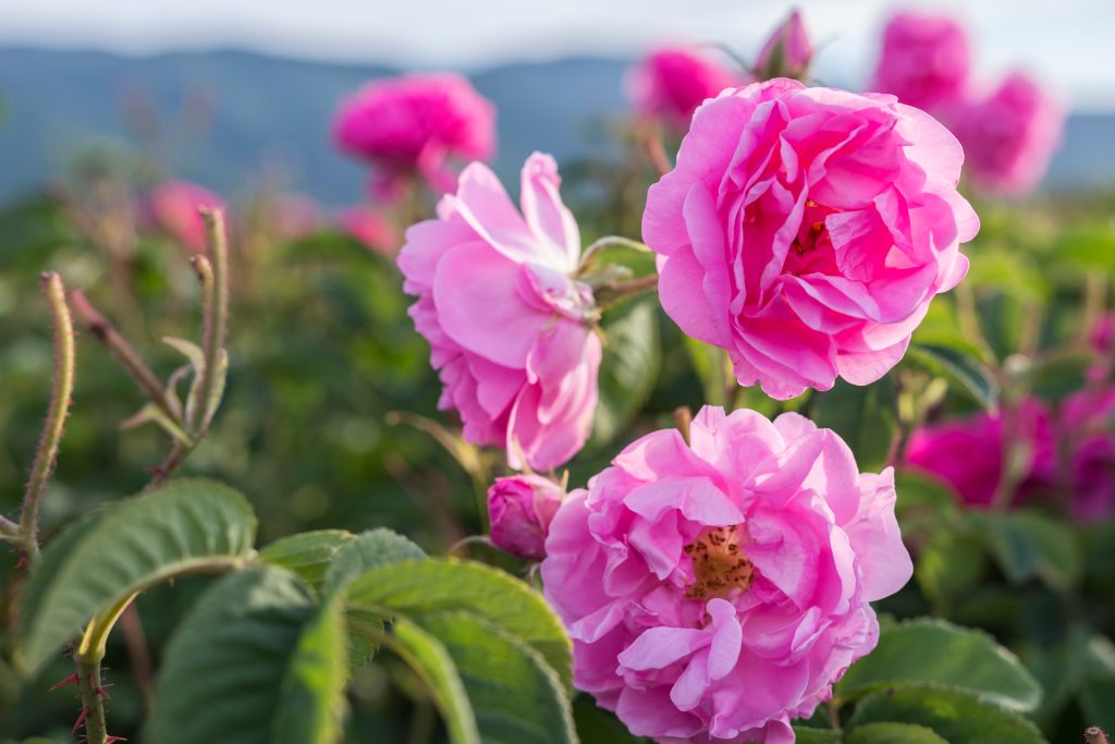 Why the Rose Became the Flower of Love: A 5,000-Year History