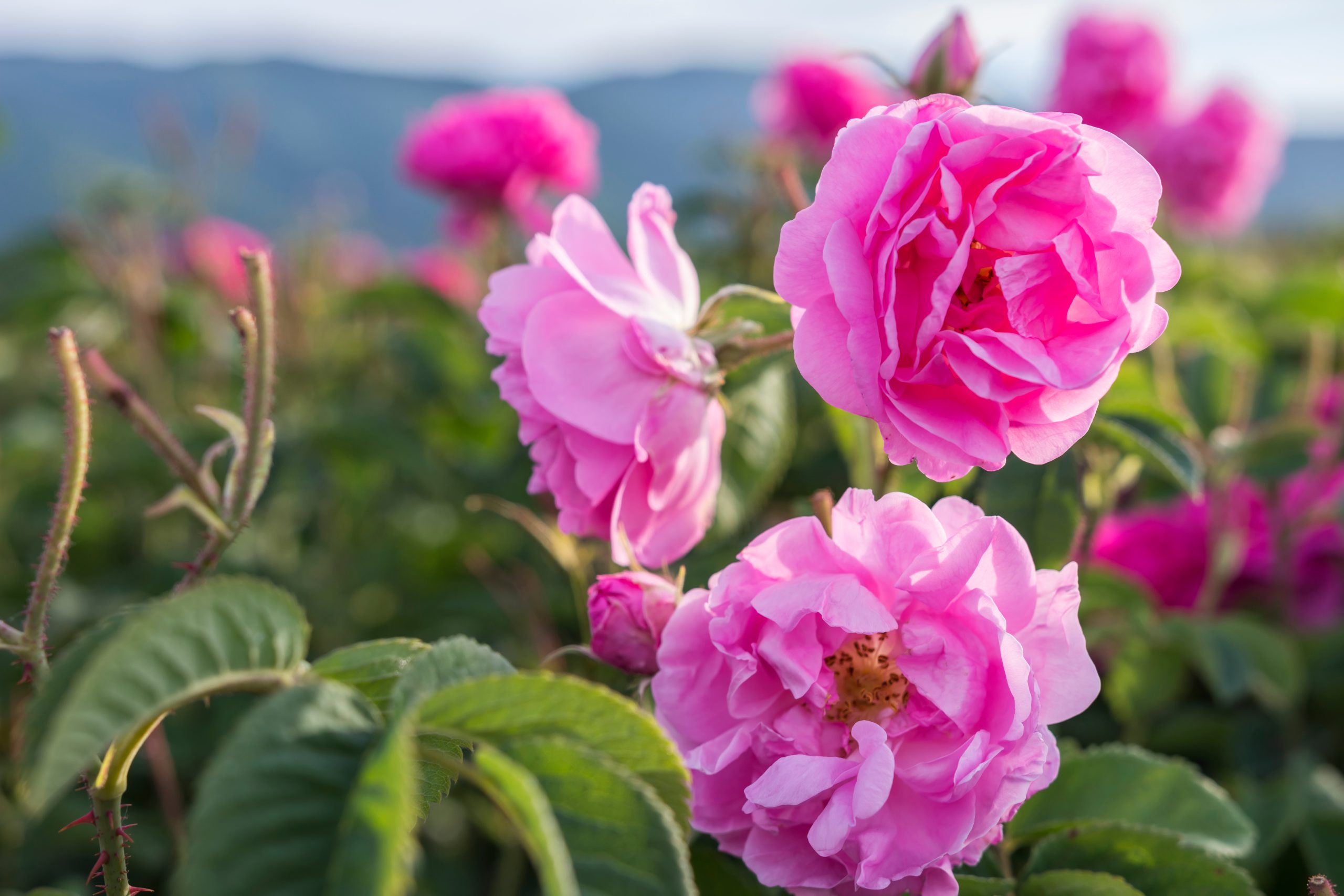 Why the Rose Became the Flower of Love: A 5,000-Year History thumbnail