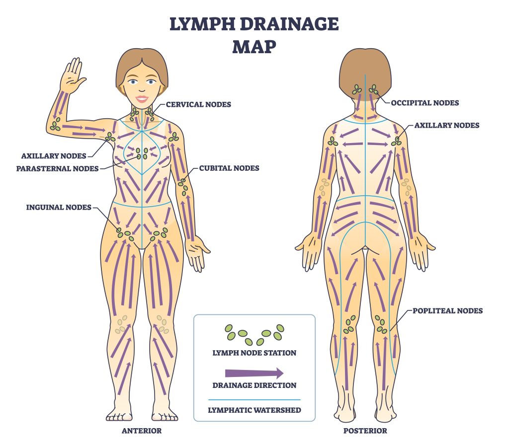 Lymph Nodes Map for Lymphatic Drainage Routine