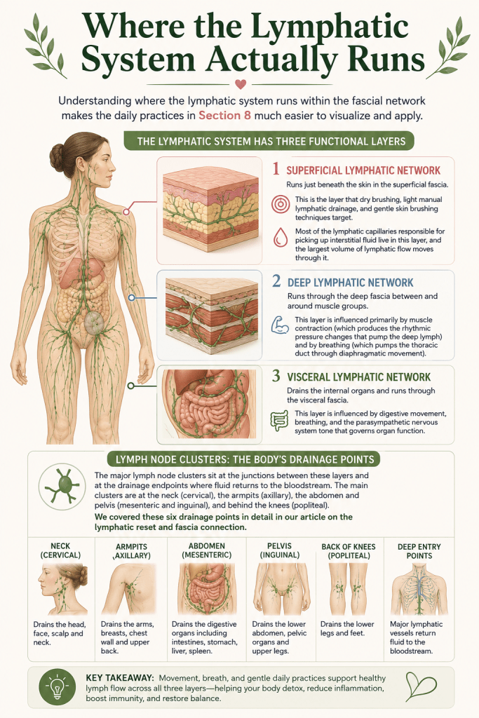 Where the Lymphatic System Actually Runs Infographic