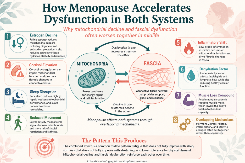 Menopause effects on mitochondria and fascia.