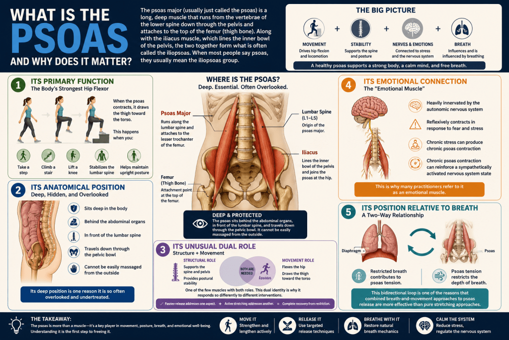 Psoas anatomy, function, and health connections infographic.