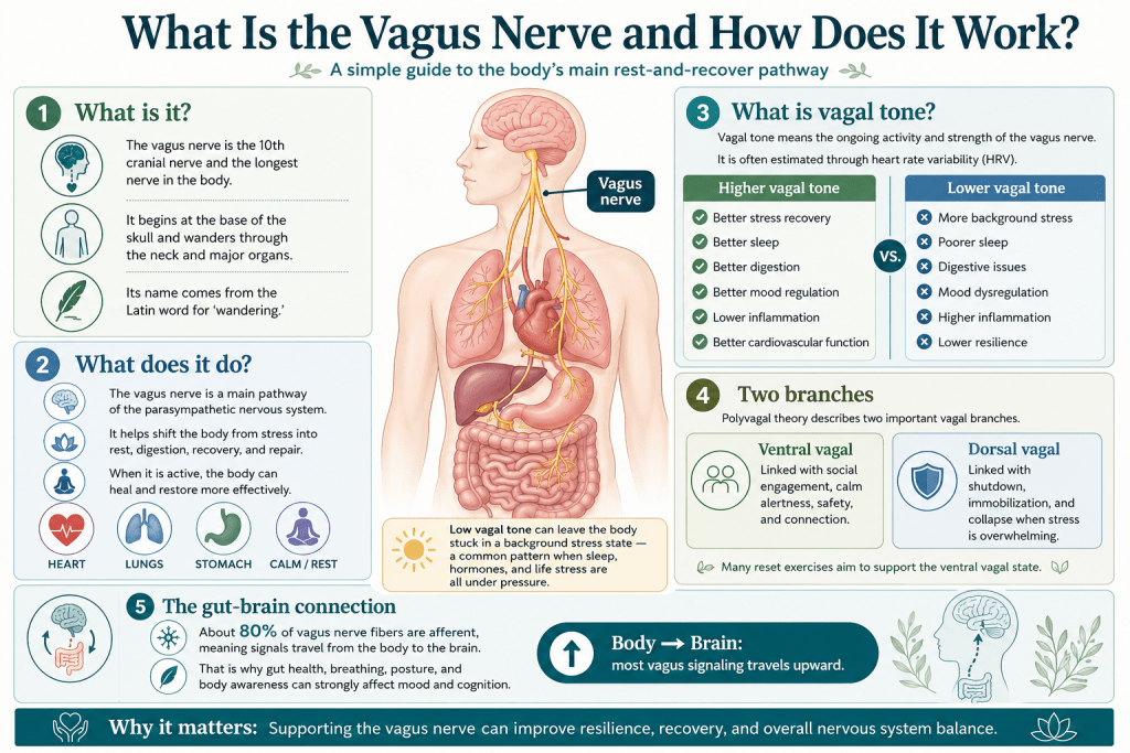 Vagus nerve pathway and functions infographic.