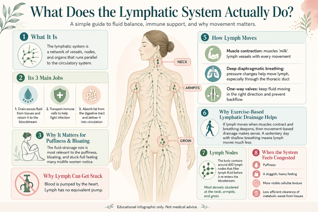 Lymphatic system functions and drainage infographic