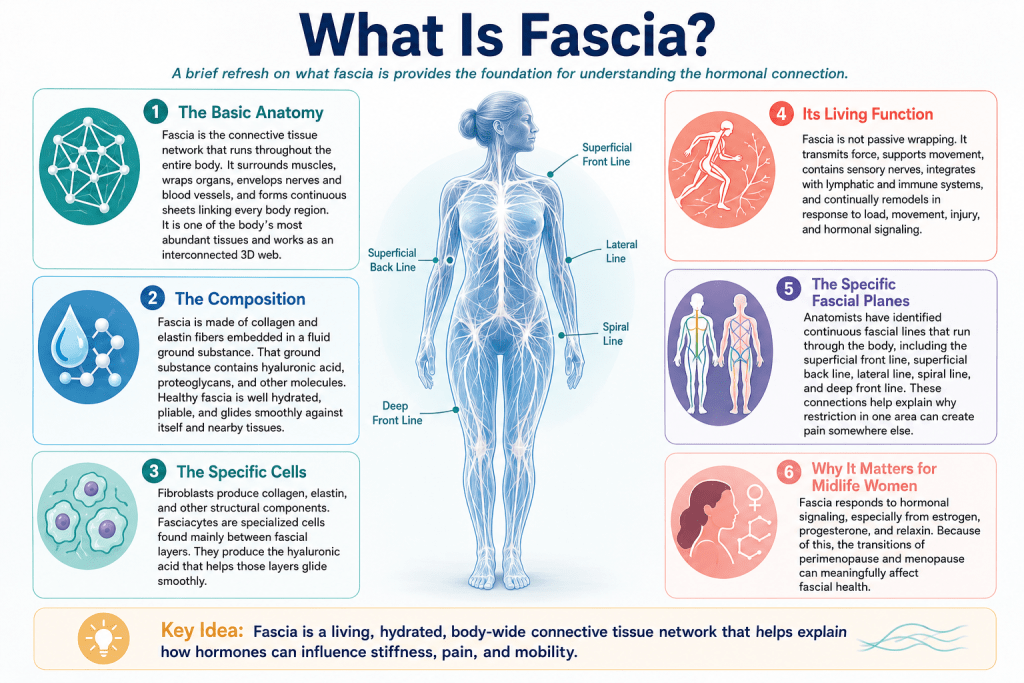 Fascia anatomy and functions infographic.
