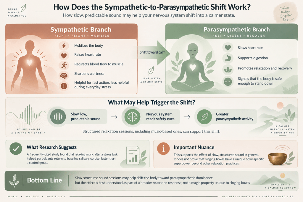 Sympathetic to parasympathetic nervous system shift infographic.