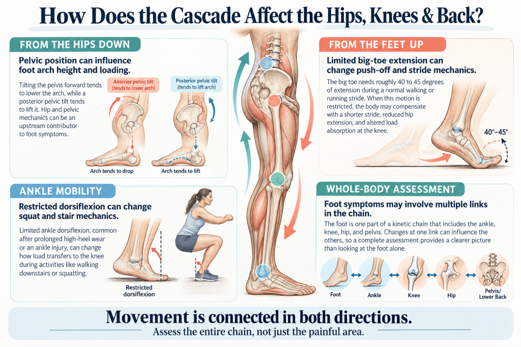 Infographic showing how foot mechanics affect the hips, knees, and lower back.
